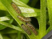 Small Pearl-bordered Fritillary (Boloria selene) 4-6mm caterpillars