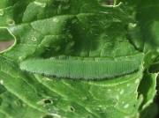 1550 Small White (Pieris rapae) - larva