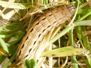 2134 Square-spot Rustic caterpillar (Xestia xanthographa)
