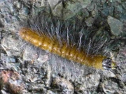 the-miller-caterpiller-d-nea
