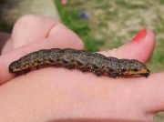 2216 The Shark (Cucullia umbratica) caterpillar