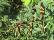 2069 The Cinnabar (Tyria jacobaeae) - larva