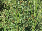 2069 The Cinnabar (Tyria jacobaeae) - larva