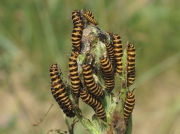 2069 The Cinnabar (Tyria jacobaeae) - larvae
