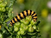 2069 The Cinnabar (Tyria jacobaeae) - caterpillar