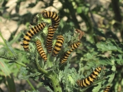 2069 The Cinnabar (Tyria jacobaeae) - larvae
