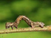1947 The Engrailed (Ectropis bistortata) - larva