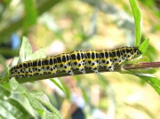 2223 Toadflax Brocade caterpillar (Calophasia lunula) on vervain in wild garden at Roots and Shoots, Lambeth, London