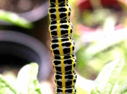 2223 Toadflax Brocade caterpillar Calophasia lunula on vervain in wild garden at Roots and Shoots, Lambeth, London