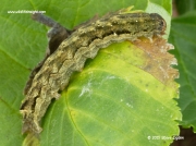2189 Twin-spotted Quaker caterpillar (Orthosia munda)