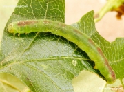1957 White-pinion Spotted caterpillar (Lomographa bimaculata)