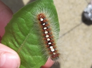 2031 White Satin Moth caterpillar (Leucoma salicis) photo Alison Mathews