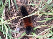 2056 Wood Tiger caterpillar (Parasemia plantaginis plantaginis) -recorder Katherine Pogson