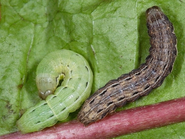 2107 Large Yellow Underwing caterpillars (Noctua pronuba) green and brown forms