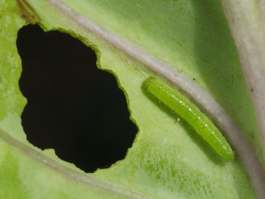 1550 4mm long Small White Butterfly (Pieris rapae) caterpillar and feeding hole in cabbage leaf