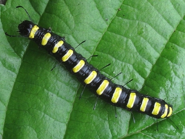 Alder Moth (Acronicta alni) fully grown caterpillar on beech, Cornwall © 2010 Steve Ogden