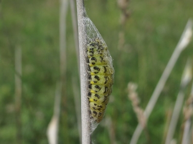 0169 or 0170 Burnet Moth (Zygaena filipendulae) - caterpillar spinning cocoon