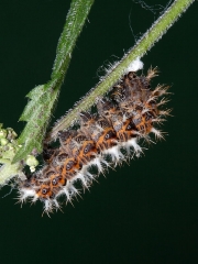 1598 Comma butterfly (Polygonia c-album) - caterpillar spinning silk pad