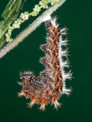1598 Comma butterfly (Polygonia c-album) - caterpillar or larva pupating