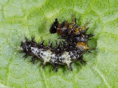 1598 Comma butterfly (Polygonia c-album) - early instar caterpillar