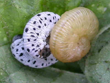 Figwort Sawfly caterpillars