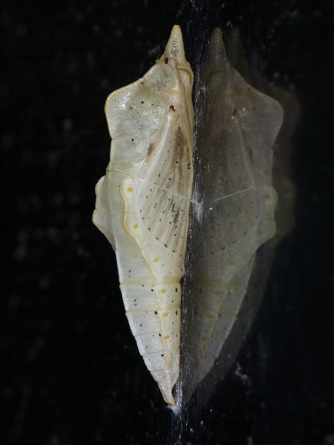 1551 Green-veined White Butterfly (Pieris napi) pale chrysalis on wall