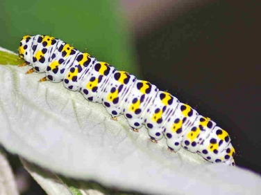 2221 The Mullein (Shargacucullia verbasci) caterpillar