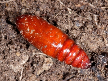 Pupa