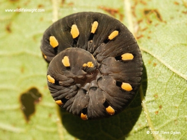 Sawfly larva rolled up