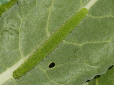 1550 Small White Butterfly (Pieris rapae) caterpillar showing faint yellow dorsal stripe