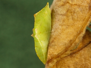 1550 Small White Butterfly (Pieris rapae) green form of chrysalis