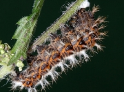 1598 Comma butterfly (Polygonia c-album) - caterpillar spinning silk pad