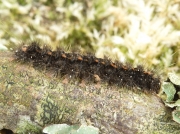 2044 Dingy Footman (Eilema griseola) final instar caterpillar