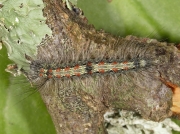 2051 Four-spotted Footman (Lithosia quadra) final instar caterpillar
