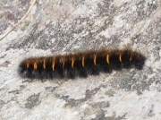 1638 Fox Moth (Macrothylacia rubi) - penultimate instar caterpillar