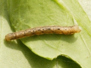 1728 Garden Carpet (Xanthorhoe fluctuata) caterpillar