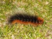 Garden Tiger (Arctia caja) fully grown caterpillar