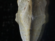 1551 Green-veined White Butterfly (Pieris napi) pale chrysalis on wall