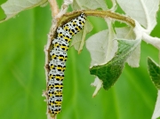 Fully grown Mullein Moth caterpillar (Shargacucullia verbasci) on buddleia © 2013 Steve Ogden