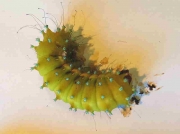 Sarurnia pyri final instar caterpillar recorded in France