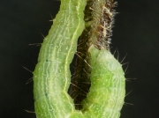 2441 Siver Y ( Autographa gamma) pupating caterpillar