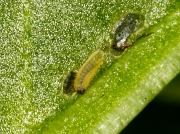 Small Copper (Lycaena phlaeas) 2 day old caterpillar