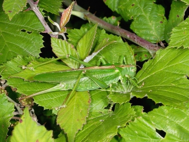 Great Green Bush Cricket (Tettigonia viridissima) - female