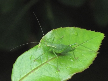 Speckled Bush Cricket (Leptophyes punctatissima) - female