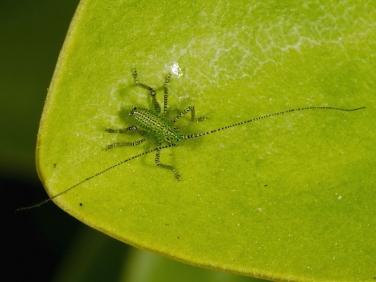 Speckled Bush Cricket (Leptophyes punctatissima) - nymph