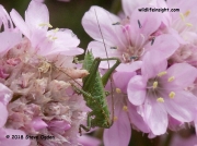 Great Green Bush Cricket (Tettigonia viridissima) nymph