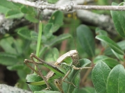 Bog Bush Cricket (Metrioptera brachyptera) - female