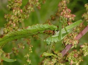 Great Green Bush Cricket (Tettigonia viridissima) - male