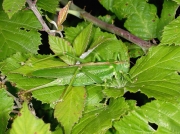 Great Green Bush Cricket (Tettigonia viridissima) - female