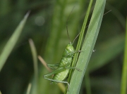 Great Green Bush Cricket (Tettigonia viridissima) - nymph